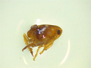  ( - NZAC03046893)  @11 [ ] No Rights Reserved (2025) Unspecified Landcare Research, New Zealand Arthropod Collection