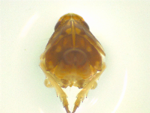  ( - NZAC03046981)  @11 [ ] No Rights Reserved (2025) Unspecified Landcare Research, New Zealand Arthropod Collection