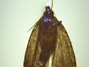  ( - NZAC03047090)  @11 [ ] No Rights Reserved (2025) Unspecified Landcare Research, New Zealand Arthropod Collection