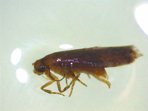  ( - NZAC03047117)  @11 [ ] No Rights Reserved (2025) Unspecified Landcare Research, New Zealand Arthropod Collection