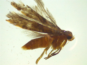  ( - NZAC03047226)  @11 [ ] No Rights Reserved (2025) Unspecified Landcare Research, New Zealand Arthropod Collection