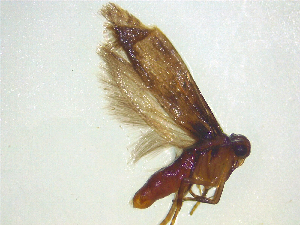  ( - NZAC03047255)  @11 [ ] No Rights Reserved (2025) Unspecified Landcare Research, New Zealand Arthropod Collection