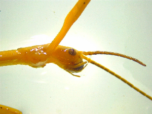  (Clitarchus tepaki - NZAC03047317)  @11 [ ] No Rights Reserved (2025) Unspecified Landcare Research, New Zealand Arthropod Collection