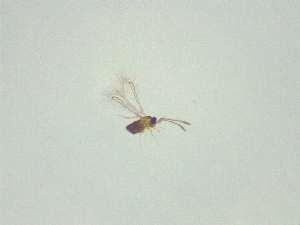  ( - NZAC03047320)  @11 [ ] No Rights Reserved (2025) Unspecified Landcare Research, New Zealand Arthropod Collection