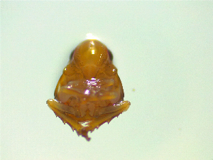  ( - NZAC03047543)  @11 [ ] No Rights Reserved (2025) Unspecified Landcare Research, New Zealand Arthropod Collection