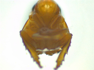  ( - NZAC03047555)  @11 [ ] No Rights Reserved (2025) Unspecified Landcare Research, New Zealand Arthropod Collection