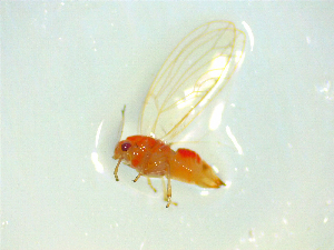  (Powellia vitreoradiata - NZAC03047631)  @11 [ ] No Rights Reserved (2025) Unspecified Landcare Research, New Zealand Arthropod Collection