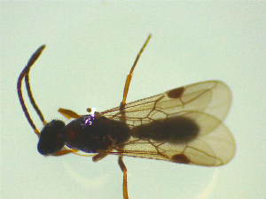  ( - NZAC03047699)  @11 [ ] No Rights Reserved (2025) Unspecified Landcare Research, New Zealand Arthropod Collection