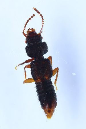  (Thoracochirus - 20-06HS118)  @11 [ ] by-nc (2023) M. Fikacek National Sun Yat-sen University Kaohsiung Taiwan