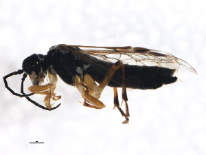  ( - PROBE-TW0458)  @13 [ ] CreativeCommons - Attribution (2009) CBG Photography Group Centre for Biodiversity Genomics