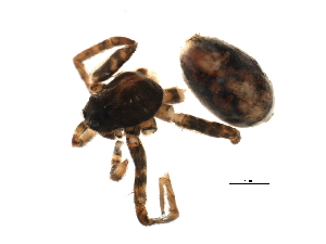  ( - 07PROBE-06518)  @12 [ ] CreativeCommons - Attribution (2009) CBG Photography Group Centre for Biodiversity Genomics