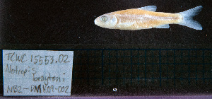  (Notropis braytoni - NB2-DMK09-002)  @11 [ ] Copyright (2025) Kevin W Conway Texas A&M University, College Station