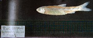  (Hybognathus placitus - Hpla1_STN95)  @11 [ ] CreativeCommons - Attribution Share-Alike (2025) Kevin W Conway Texas A&M University, College Station