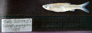  (Notropis oxyrhynchus - NO1_STN128)  @11 [ ] CreativeCommons - Attribution Share-Alike (2025) Kevin W Conway Texas A&M University, College Station