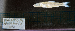  (Notropis buccula - NB1_STN152)  @11 [ ] CreativeCommons - Attribution Share-Alike (2025) Kevin W Conway Texas A&M University, College Station