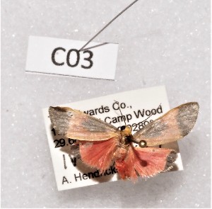  ( - CCDB-33694 C03)  @11 [ ] CreativeCommons - Attribution Non-Commercial Share-Alike (2012) CBG Photography Group Centre for Biodiversity Genomics