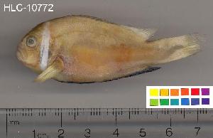  ( - HLC-10772)  @13 [ ] CreativeCommons - Attribution (2010) CBG Photography Group Centre for Biodiversity Genomics