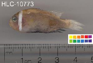  ( - HLC-10773)  @14 [ ] CreativeCommons - Attribution (2010) CBG Photography Group Centre for Biodiversity Genomics