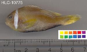  ( - HLC-10775)  @13 [ ] CreativeCommons - Attribution (2010) CBG Photography Group Centre for Biodiversity Genomics