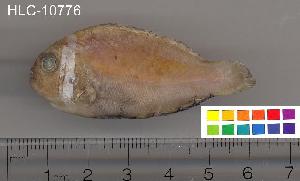  ( - HLC-10776)  @13 [ ] CreativeCommons - Attribution (2010) CBG Photography Group Centre for Biodiversity Genomics