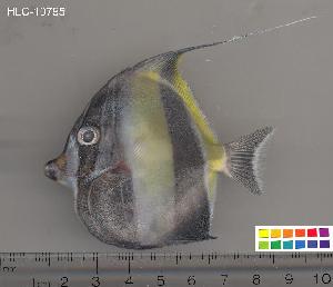  ( - HLC-10795)  @14 [ ] CreativeCommons - Attribution (2010) CBG Photography Group Centre for Biodiversity Genomics