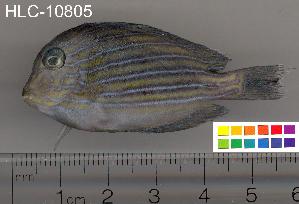  ( - HLC-10805)  @13 [ ] CreativeCommons - Attribution (2010) CBG Photography Group Centre for Biodiversity Genomics