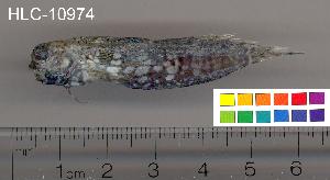  ( - HLC-10974)  @14 [ ] CreativeCommons - Attribution (2010) CBG Photography Group Centre for Biodiversity Genomics