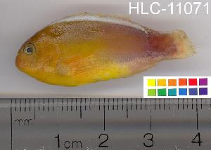  ( - HLC-11071)  @14 [ ] CreativeCommons - Attribution (2010) CBG Photography Group Centre for Biodiversity Genomics