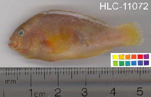  ( - HLC-11072)  @14 [ ] CreativeCommons - Attribution (2010) CBG Photography Group Centre for Biodiversity Genomics