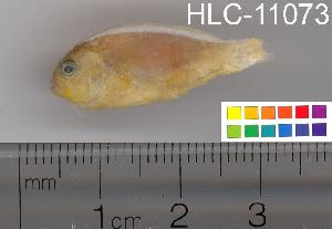  ( - HLC-11073)  @14 [ ] CreativeCommons - Attribution (2010) CBG Photography Group Centre for Biodiversity Genomics
