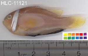  ( - HLC-11121)  @13 [ ] CreativeCommons - Attribution (2010) CBG Photography Group Centre for Biodiversity Genomics