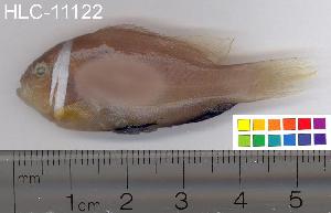  ( - HLC-11122)  @13 [ ] CreativeCommons - Attribution (2010) CBG Photography Group Centre for Biodiversity Genomics