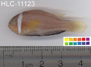  ( - HLC-11123)  @13 [ ] CreativeCommons - Attribution (2010) CBG Photography Group Centre for Biodiversity Genomics