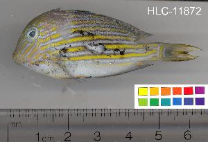  ( - HLC-11872)  @13 [ ] CreativeCommons - Attribution (2010) CBG Photography Group Centre for Biodiversity Genomics