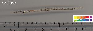  ( - HLC-11925)  @13 [ ] CreativeCommons - Attribution (2010) CBG Photography Group Centre for Biodiversity Genomics