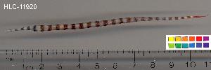  ( - HLC-11926)  @13 [ ] CreativeCommons - Attribution (2010) CBG Photography Group Centre for Biodiversity Genomics