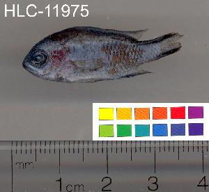  ( - HLC-11975)  @12 [ ] CreativeCommons - Attribution (2010) CBG Photography Group Centre for Biodiversity Genomics