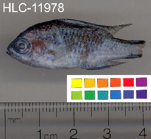  ( - HLC-11978)  @13 [ ] CreativeCommons - Attribution (2010) CBG Photography Group Centre for Biodiversity Genomics