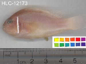  ( - HLC-12173)  @14 [ ] CreativeCommons - Attribution (2010) CBG Photography Group Centre for Biodiversity Genomics