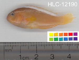  ( - HLC-12190)  @13 [ ] CreativeCommons - Attribution (2010) CBG Photography Group Centre for Biodiversity Genomics