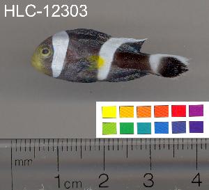  ( - HLC-12303)  @13 [ ] CreativeCommons - Attribution (2010) CBG Photography Group Centre for Biodiversity Genomics