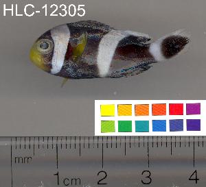  ( - HLC-12305)  @13 [ ] CreativeCommons - Attribution (2010) CBG Photography Group Centre for Biodiversity Genomics