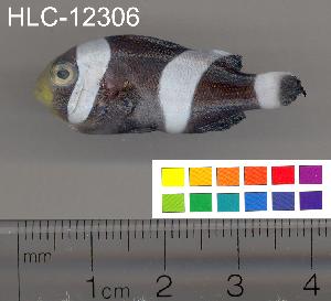  ( - HLC-12306)  @13 [ ] CreativeCommons - Attribution (2010) CBG Photography Group Centre for Biodiversity Genomics