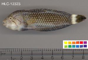  (Novaculichthys - HLC-12323)  @14 [ ] CreativeCommons - Attribution (2010) CBG Photography Group Centre for Biodiversity Genomics