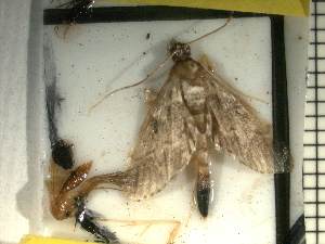  ( - Moth 9)  @12 [ ] Unspecified (default): All Rights Reserved  Unspecified Unspecified
