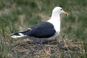  (Larus marinus - 1B-3673)  @14 [ ] Unspecified (default): All Rights Reserved  Unspecified Unspecified