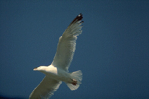  (Larus glaucoides - RRS 124)  @13 [ ] Unspecified (default): All Rights Reserved  Unspecified Unspecified