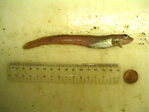  ( - 04HBL008015)  @14 [ ] CreativeCommons - Attribution (2007) CBG Photography Group Centre for Biodiversity Genomics