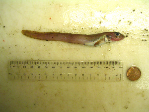  ( - 04HBL008016)  @14 [ ] CreativeCommons - Attribution (2007) CBG Photography Group Centre for Biodiversity Genomics