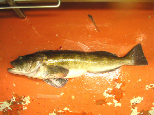 ( - 04HBL008024)  @13 [ ] CreativeCommons - Attribution (2007) CBG Photography Group Centre for Biodiversity Genomics